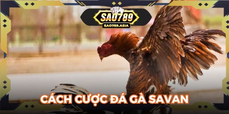 Cách cược đá gà Savan