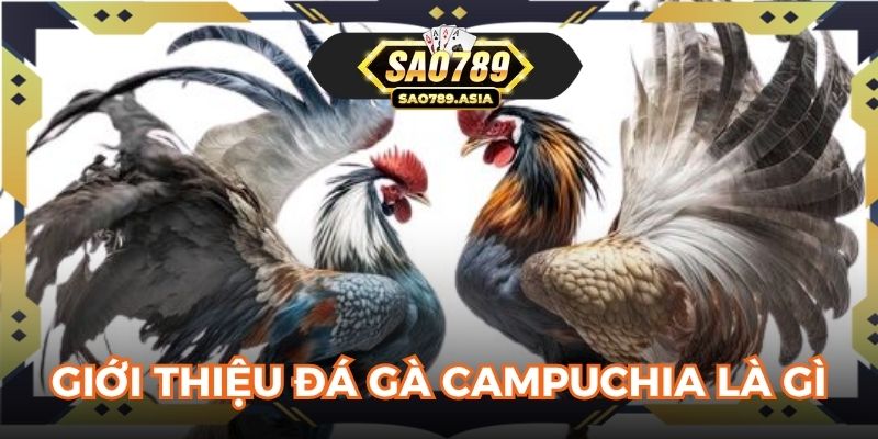 Giới thiệu đá gà Campuchia là trò gì