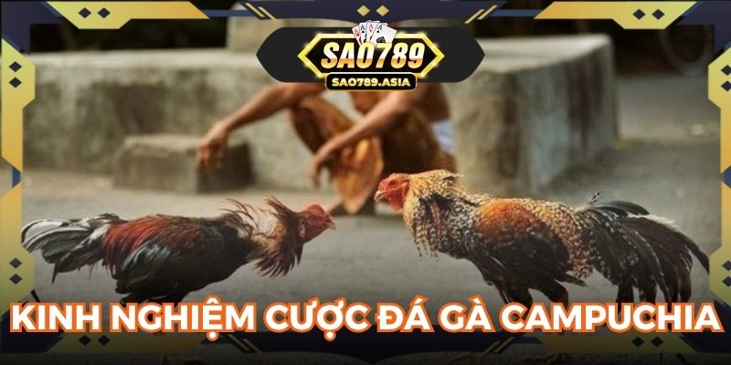 Kinh nghiệm cược kèo đá gà Campuchia