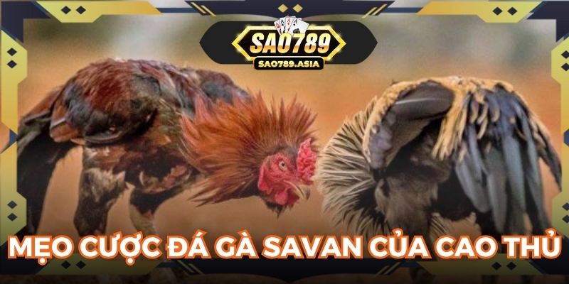Mẹo cược đá gà Savan của cao thủ